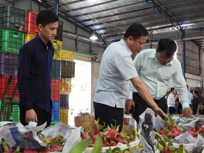 Văn phòng SPS Việt Nam cùng Hiệp hội và chính quyền, doanh nghiệp địa phương gỡ khó thanh long xuất khẩu. Ảnh: Trần Trung.