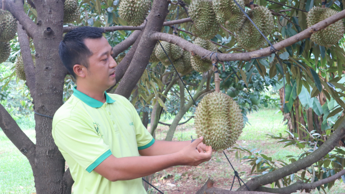 Những quả sầu riêng Monthong được anh Hiếu chăm sóc tỉ mỉ chờ ngày xuất ngoại. Ảnh: Hồng Thủy..