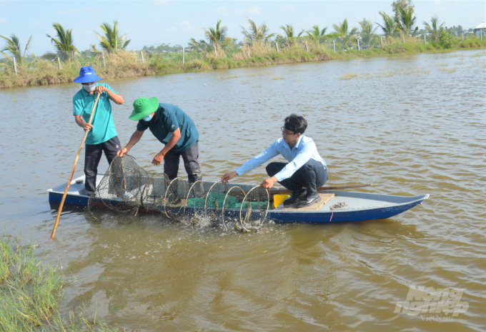 Despite the huge potential, the shrimp industry is assessed to face many major problems, and shrimp farming is still risky. Photo: TL.