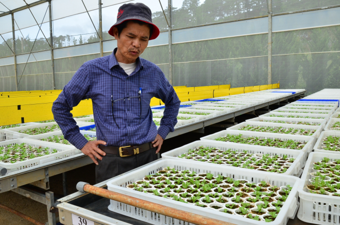The vegetable growing shelf system in Mr. Duong's greenhouse. Photo: Duong Dinh Tuong.
