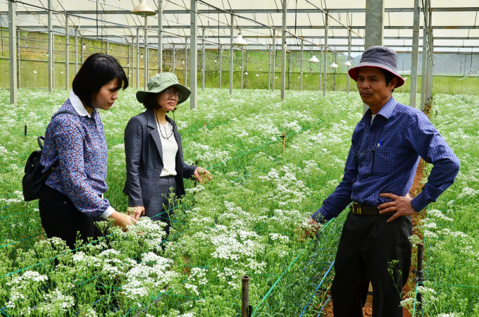 Flower garden in the polyhouse. Photo: Duong Dinh Tuong.