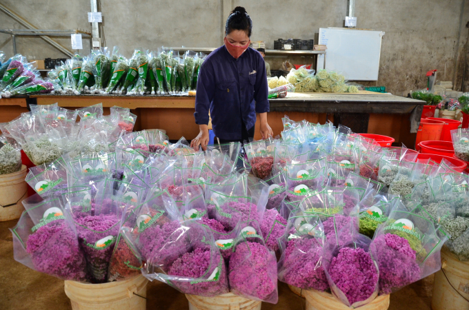 Flowers ready for sale. Photo: Duong Dinh Tuong.
