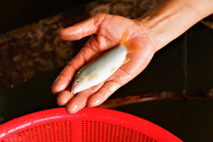 Cá heo đuôi đỏ có kích thước nhỏ từ 3 - 5cm/con, da trơn xanh bóng, đuôi màu cam đỏ. Ảnh: Kim Anh.