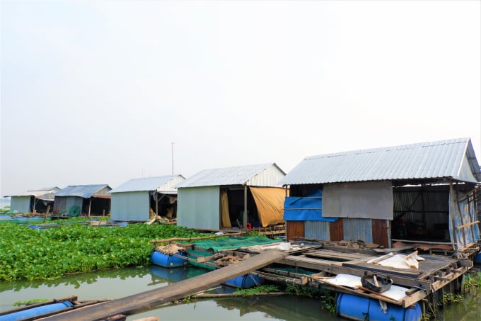 Khu bè nuôi cá heo đuôi đỏ ở xã Hòa Lạc, huyện Phú Tân, tỉnh An Giang. Ảnh: Kim Anh.