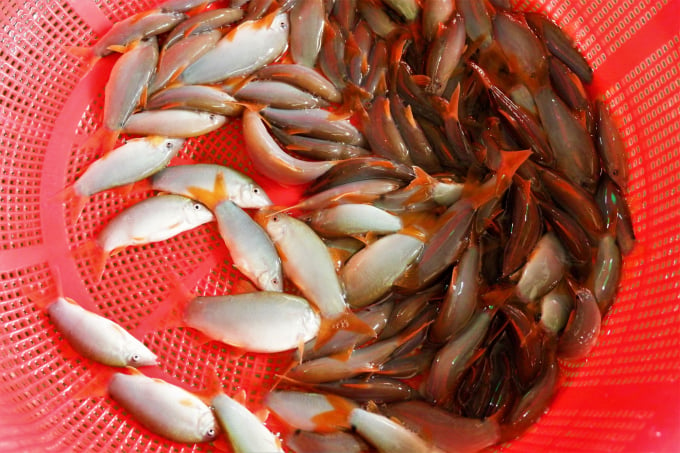 Hiện giá cá heo đuôi đỏ loại to đã ở mức 500.000 đồng/kg, giúp nông dân có nguồn thu nhập khá ổn định. Ảnh: Kim Anh.