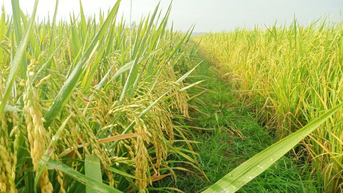 Đề án phát triển 1 triệu ha chuyên canh lúa chất lượng cao vùng ĐBSCL nhằm nâng cao giá trị, thu nhập của người dân, bảo đảm an ninh lương thực và phục vụ chế biến, xuất khẩu. Ảnh: Kim Anh.