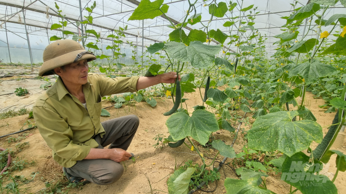 Nhiều hộ dân tại Cao Bằng đã mạnh dạn đầu tư nhà màng, nhà lưới để trồng các loại quả theo hướng hữu cơ. Ảnh: Công Hải.