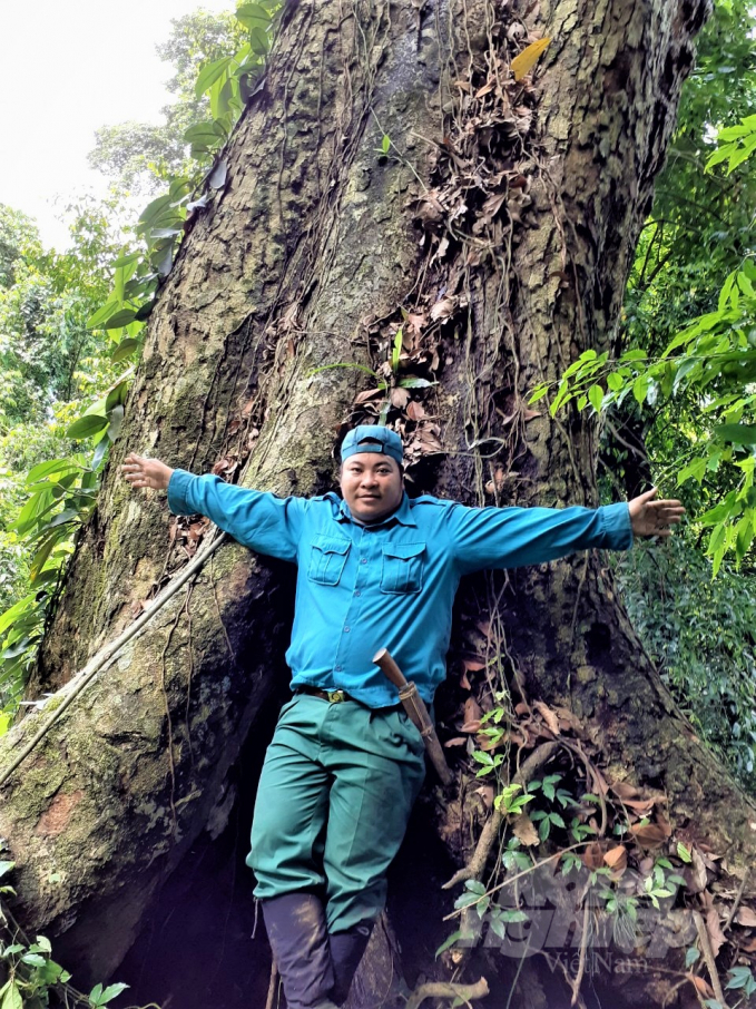 Anh Triệu Văn Nội bên cây nghiến cổ thụ trong khu rừng phòng hộ ở huyện Lâm Bình. Ảnh: NVCC.