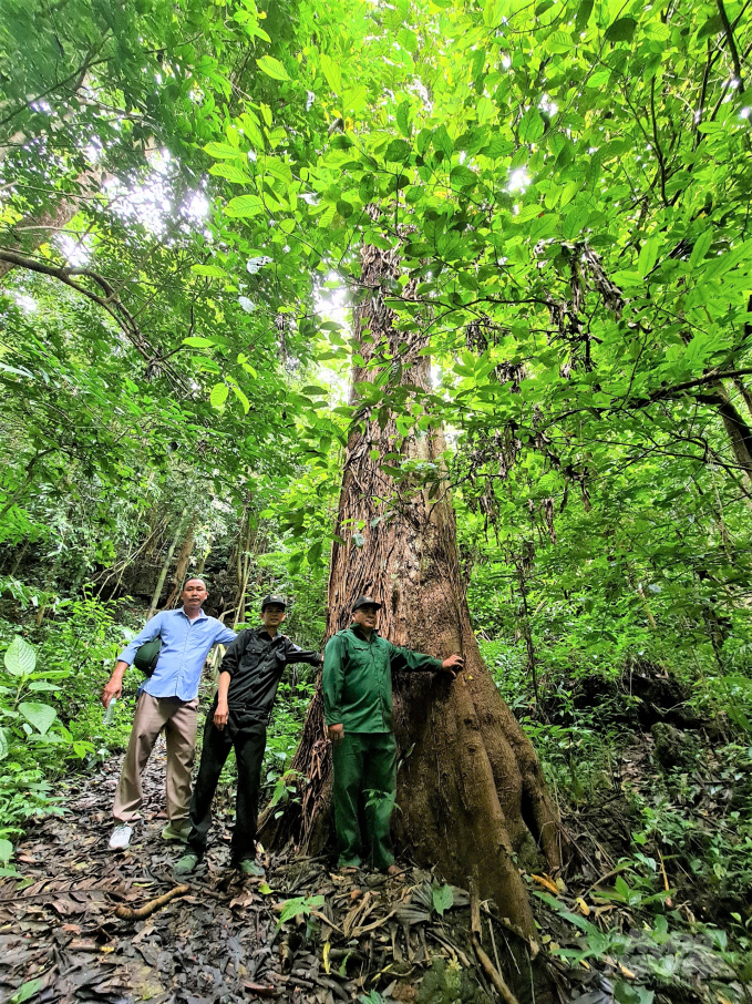 Cán bộ, nhân viên Ban quản lý rừng phòng hộ Lâm Bình đi tuần rừng, bảo vệ rừng. Ảnh: Đào Thanh.