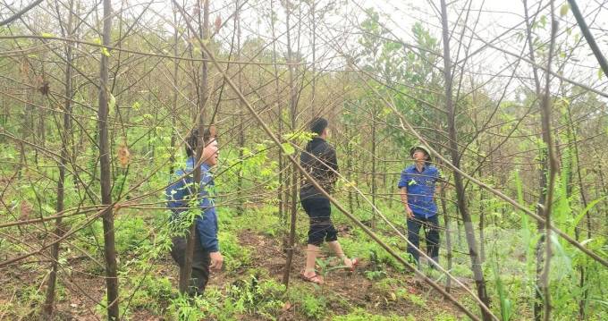 Xã Kim Ngọc là một trong những địa phương có diện tích rừng bồ đề bị sâu xanh tấn công lớn nhất ở huyện Bắc Quang. Ảnh: Đào Thanh.