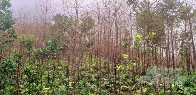 Nhiều diện tích rừng bồ đề ở Hà Giang bị sâu xanh ăn trụi hết lá. Ảnh: Đào Thanh.