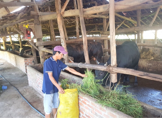 Anh Nguyễn Thành Tập ở thôn Trà Sơn, xã Tây An (huyện Tây Sơn, Bình Định) khá lên nhờ nuôi bò chất lượng cao. Ảnh: Đình Thung.
