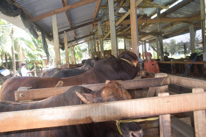 Tầm vóc đàn bò thịt ở Bình Định ngày càng được nâng cao. Ảnh: Đình Thung..