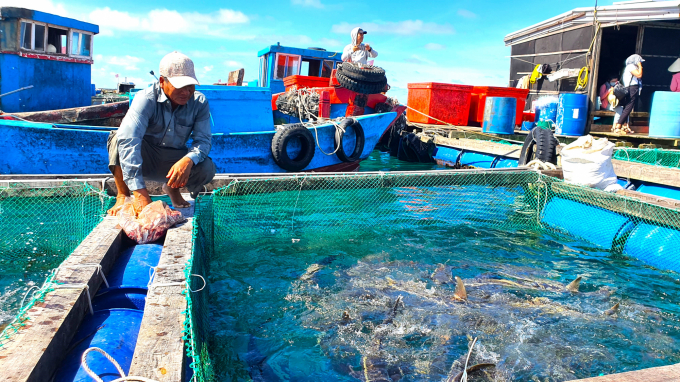 Hiện nay, trên đảo Lý Sơn có khoảng 50 hộ nuôi cá lồng bè. Ảnh: L.K.