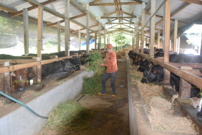 Trang trại chăn nuôi bò thịt chất lượng cao hàng trăm con của  anh Trần Văn Hướng ở xã Ân Thạnh (huyện Hoài Ân, Bình Định). Ảnh: Đình Thung.