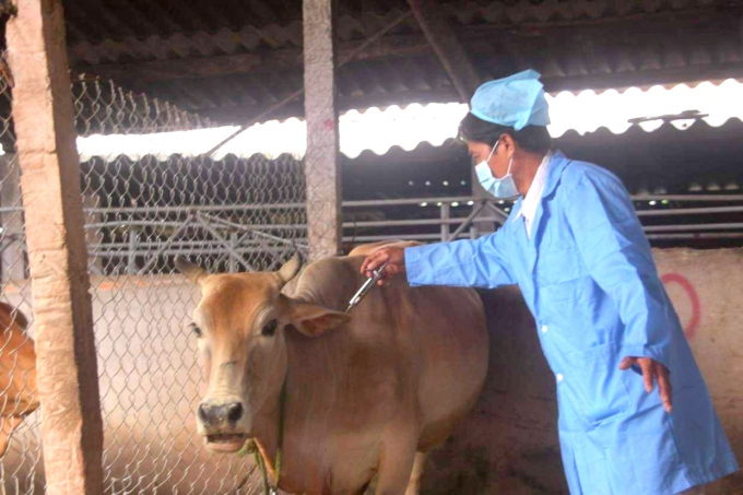 Dẫn tinh viên còn làm công tác hướng dẫn người chăn nuôi chăm sóc cho bò, điều trị bệnh và tiêm phòng cho đàn bò trên địa bàn. Ảnh: Đình Thung.