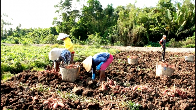 Nông dân huyện Bình Tân thu hoạch khoai lang tím, thời điểm giá chưa xuống thấp. Ảnh: Kim Anh.