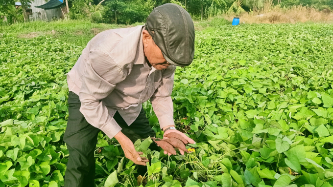 Nhiều nông dân than khó với nghề trồng khoai lang tím. Ảnh: Kim Anh.