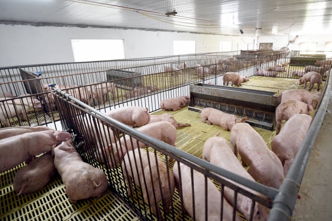 Ipsos dự báo giá thịt lợn sẽ không tăng cao từ nay tới cuối năm 2022. Ảnh: NNVN.