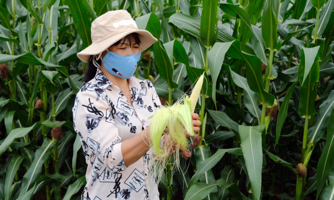 Biomass maize - Vietnam's competitive advantage. Photo: Bao Thang.