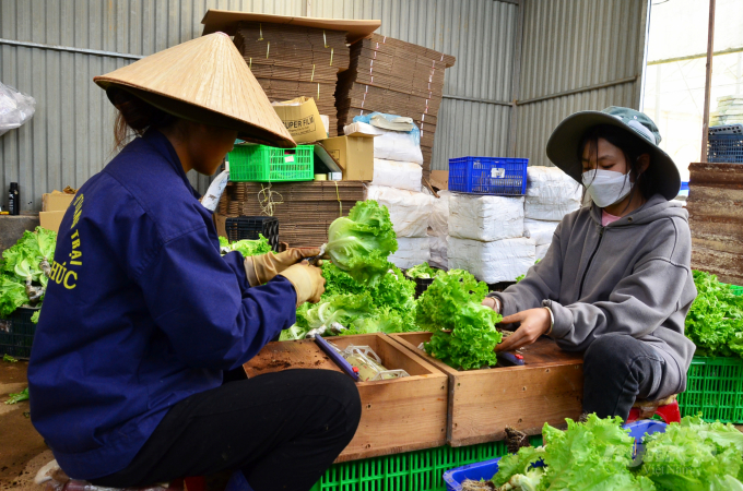Packing the vegetables, ready to release. Photo: Duong Dinh Tuong.