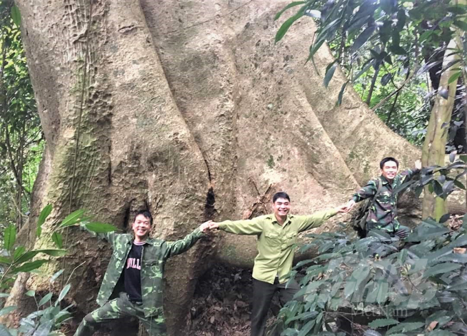 Một gốc cây cổ thụ trong khu rừng ở Na Hang, Lâm Bình. Ảnh: Tho Nghiêm.
