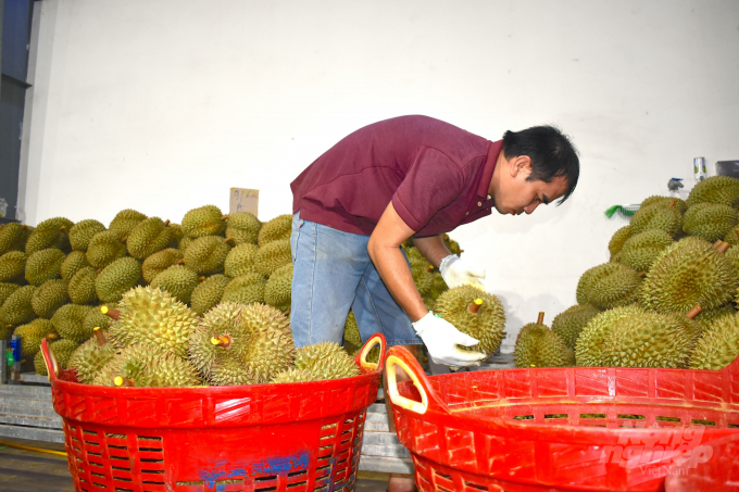 The Ministry of Agriculture and Rural Development and the General Administration of Customs of China have signed a Protocol on phytosanitary requirements for Vietnam’s durians exported to China. Photo: Minh Dam.