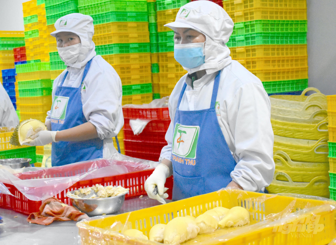 Durian fruit is split into yellow pulps for export. Photo: Minh Dam.