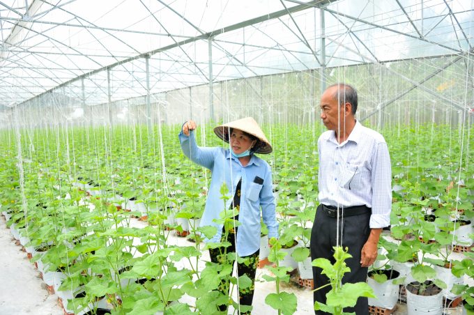 Những năm gần đây, trên địa bàn TP Cần Thơ xuất hiện ngày càng nhiều mô hình nông nghiệp ứng dụng công nghệ cao. Ảnh: Lê Hoàng Vũ.