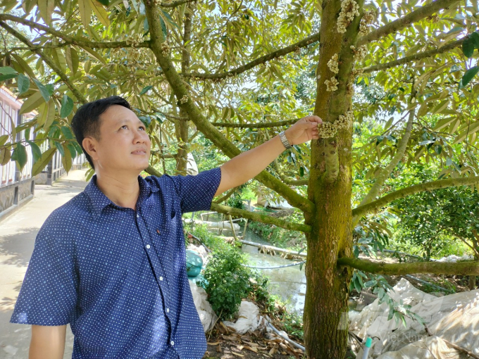 Mr. Nguyen Dinh Du, Deputy Director of My Long Agricultural Service Cooperative shared that members are building areas to plant and produce durian according to VietGAP standards for export to the Chinese market. Photo: Minh Dam.