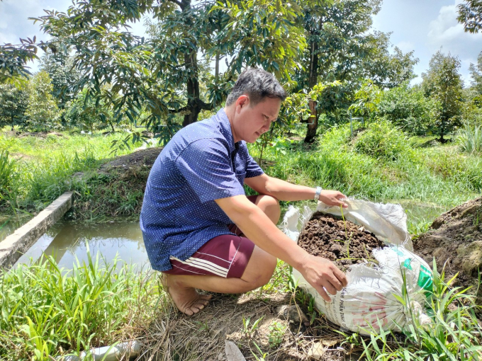 In the growing area of My Long Agricultural Service Cooperative, most people use organic fertilizers to fertilize trees to reduce costs and improve the soil. Photo: Minh Dam.