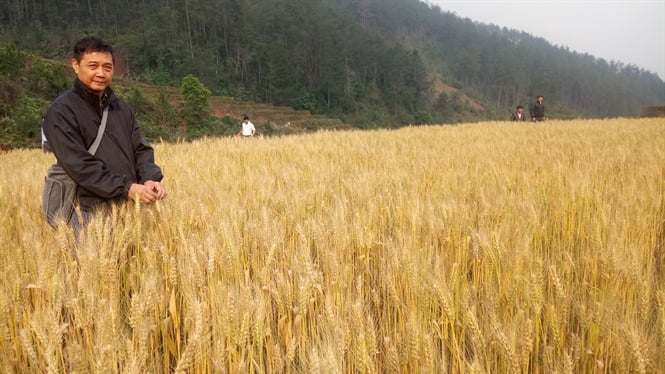 Dr. Nguyen The Hung (Faculty of Agronomy, Vietnam National University of Agriculture) inspecting a wheat field in Mu Cang Chai district, Yen Bai province (April 2017). Photo: Le Ben.