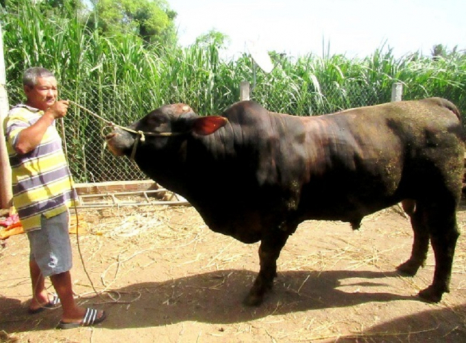 Đề án thâm canh bò thịt chất lượng cao ở Bình Định giúp nâng cao trình độ thâm canh cho người chăn nuôi, góp phần vào phát triển kinh tế hộ bền vững. Ảnh: Đình Thung.