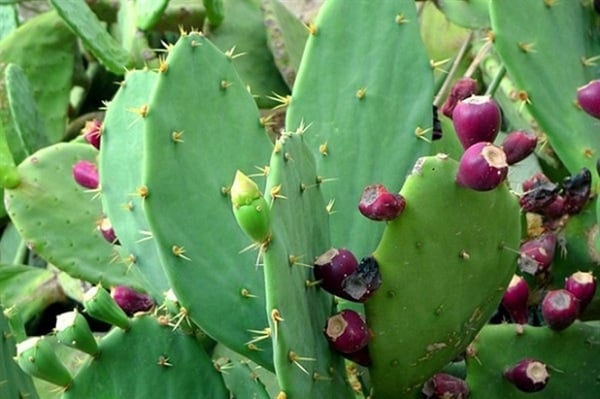 The Nopal cactus holds great environmental significance - a plant that can well-served the demand of the animal husbandry industry.