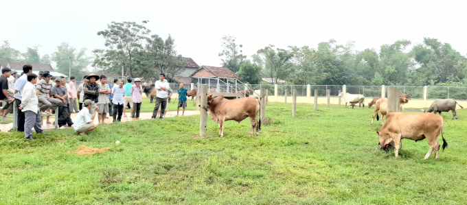 Đề án thâm canh bò thịt chất lượng cao ở Bình Định giúp nâng cao trình độ thâm canh cho người chăn nuôi, góp phần vào phát triển kinh tế hộ bền vững. Ảnh: Đình Thung.