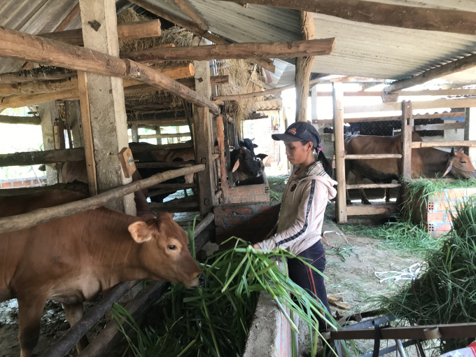 Những phiên chợ bò giúp người chăn nuôi nắm bắt thị trường, biến động giá cả; tăng cơ hội kết nối. Ảnh: Đình Thung.
