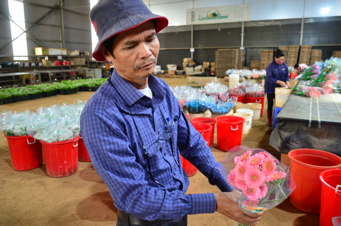 Ông Trần Huy Đường - Chủ tịch Hội đồng thành viên Langbiang farm kiểm tra hoa trước khi xuất bán. Ảnh: Dương Đình Tường.