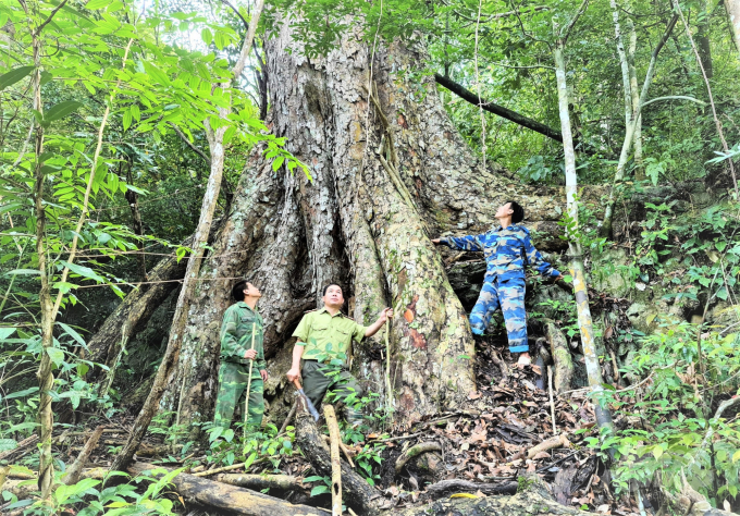Cây nghiến cổ thụ trong khu rừng đặc dụng ở Na Hang. Ảnh: Đào Thanh.