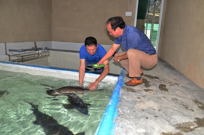 Catching sturgeon in the artificial winter house to read chips and check parameters. Photo: Minh Hau.