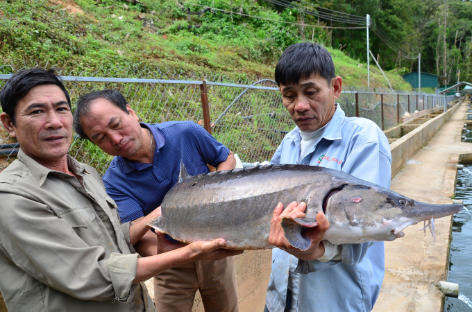 TS Nguyễn Viết Thùy (giữa) đang kiểm tra cá tầm bố mẹ. Ảnh: Dương Đình Tường.
