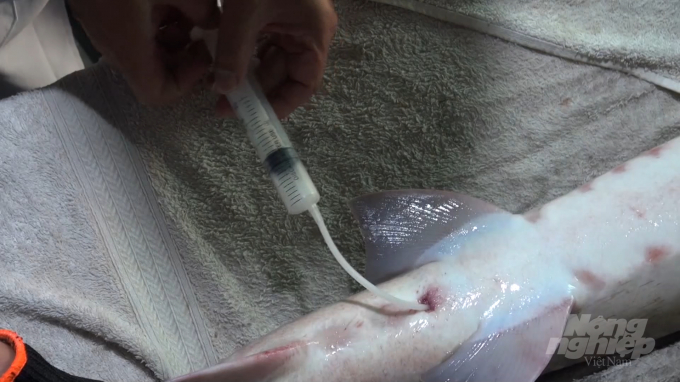 Close-up of the process of extracting sperm from male sturgeon for artificial insemination.