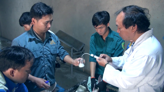 Dr. Thuy (white shirt) is sucking sperm from male sturgeon to prepare for artificial insemination.