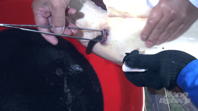 Collecting sturgeon eggs to prepare for artificial insemination.