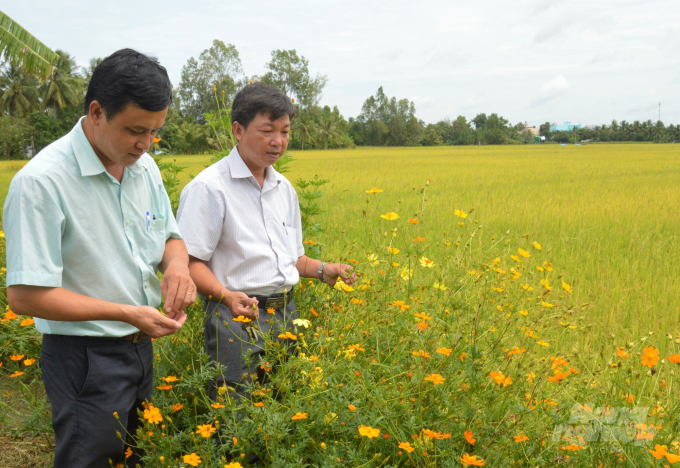 Cán bộ kỹ thuật ngành nông nghiệp huyện Long Mỹ thu hạt giống hoa để tiếp tục hỗ trợ nông dân nhân rộng mô hình 'sạ hàng định vị như cấy' kết hợp công nghệ sinh thái ruộng lúa - bờ hoa cho những vụ sau. Ảnh: Trung Chánh.