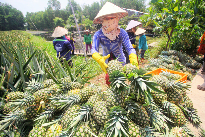 Giống khóm MD2 của Công ty Westfood bén duyên trên vùng đất huyện Phụng Hiệp, tỉnh Hậu Giang trở thành nông sản chủ lực phục vụ nhu cầu xuất khẩu của doanh nghiệp. Ảnh: Kim Anh.