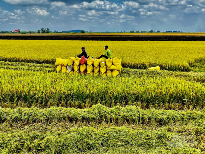 Những năm qua, sản xuất nông nghiệp của An Giang đã đạt được những thành tựu rất đáng khích lệ nhờ vào đóng góp của các HTX, tổ hợp tác. Ảnh: Lê Hoàng Vũ.