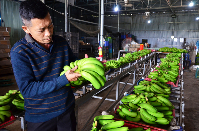 Anh Nguyễn Huy Phương, Giám đốc HTX LaBa Banana Đạ K’Nàng kiểm tra chuối trong xưởng. Ảnh: Dương Đình Tường.