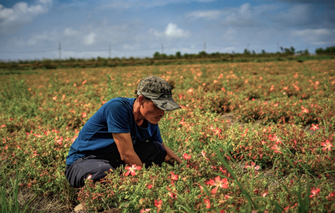 Trang trại An Mộc farm từng mất trắng vì thiên tai, và thêm một lần thiệt hại nghiêm trọng vì dịch. Ảnh: Hồng Thuỷ.