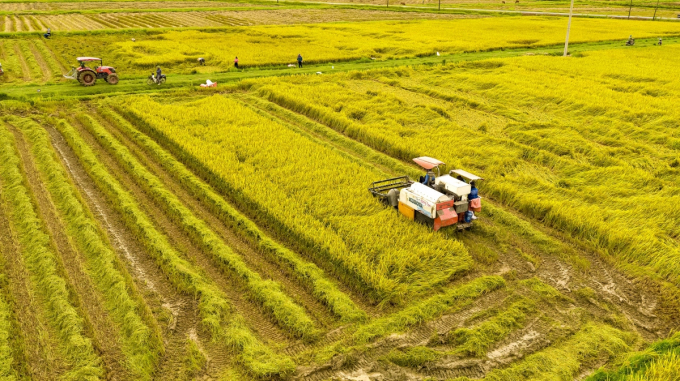 Đất nông nghiệp, đặc biệt là đất trồng lúa bị định giá thấp.