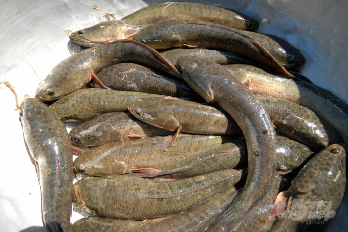 Tổ hội nghề nghiệp sản xuất cá lóc giống Mỹ Quý hiện được nhiều doanh nghiệp ở ĐBSCL ký kết hợp đồng tiêu thụ đầu ra. Ảnh: Lê Hoàng Vũ.